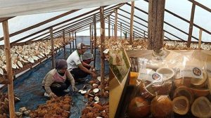 cara pengolahan kopra