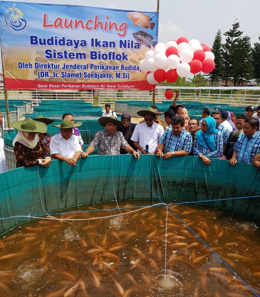 Pakan terbaik untuk budidaya ikan nila